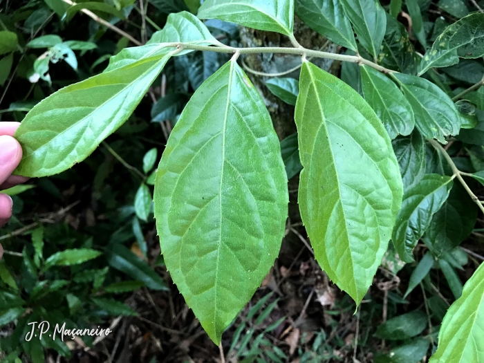 Mollinedia schottiana