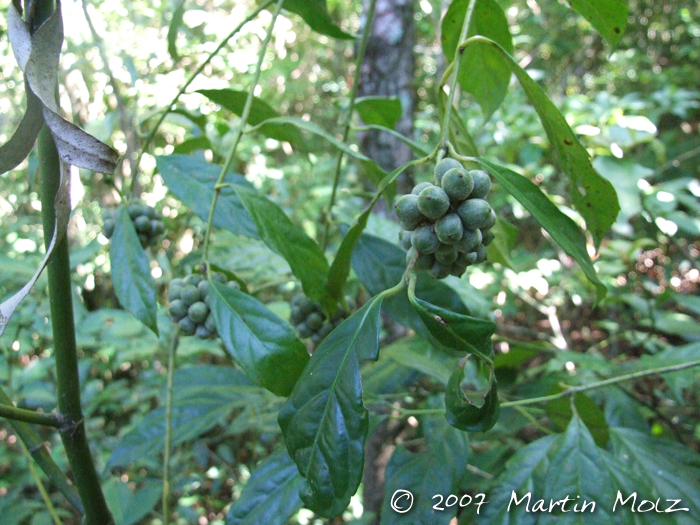 Mollinedia schottiana