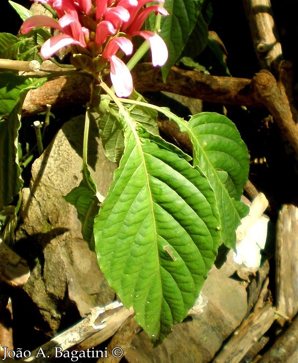 Justicia carnea