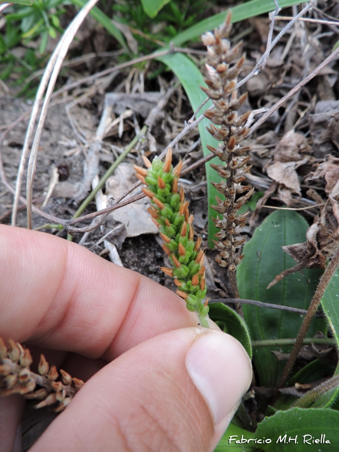 Plantago catharinea