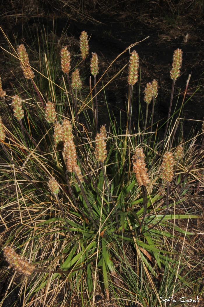 Plantago brasiliensis