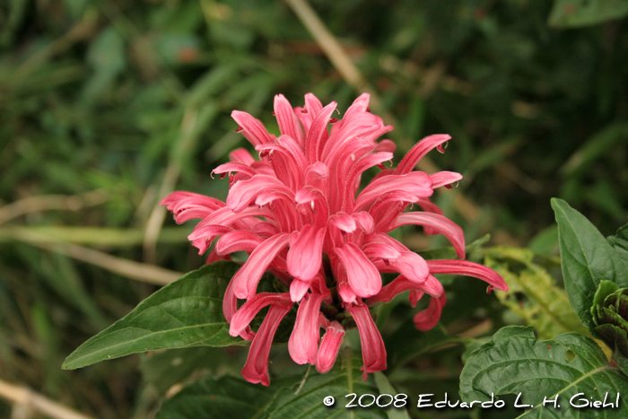 Justicia carnea