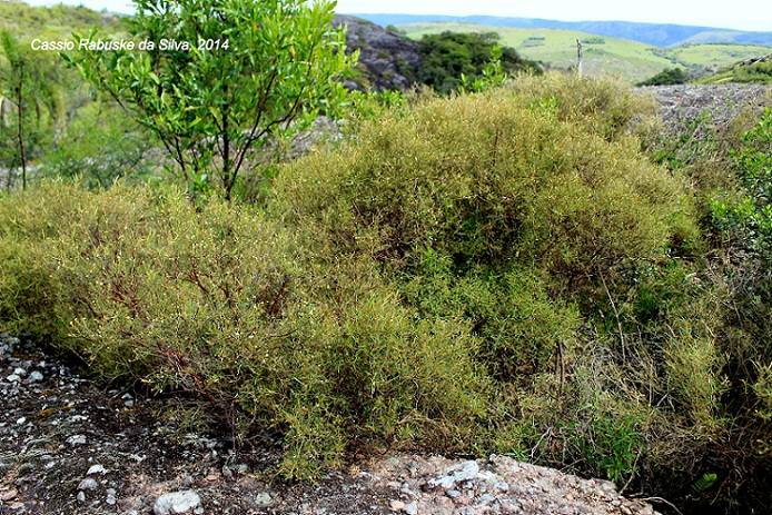 Croton pygmaeus