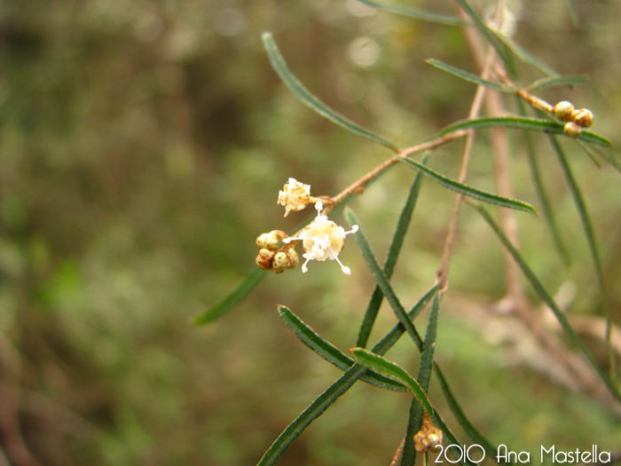 Croton pygmaeus