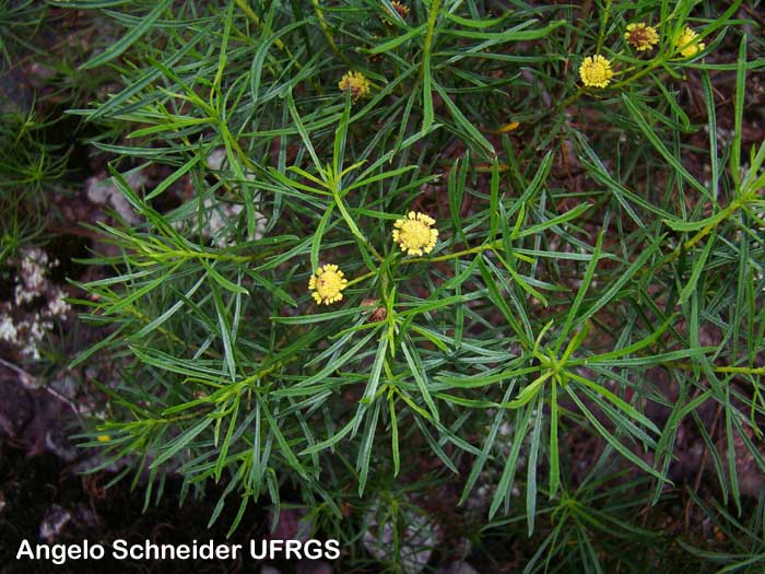 Baccharis hyemalis