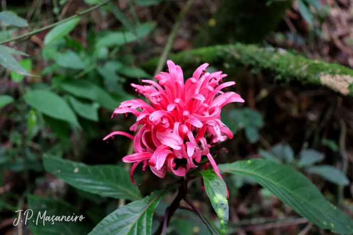 Justicia carnea