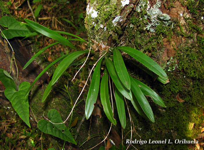 Gomesa paranaensis