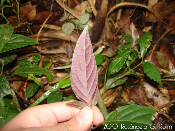 Justicia carnea