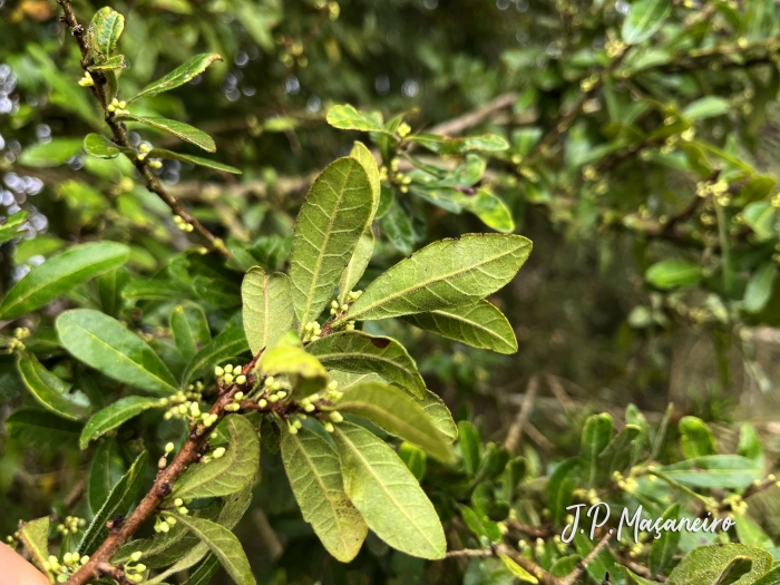 Schinus engleri