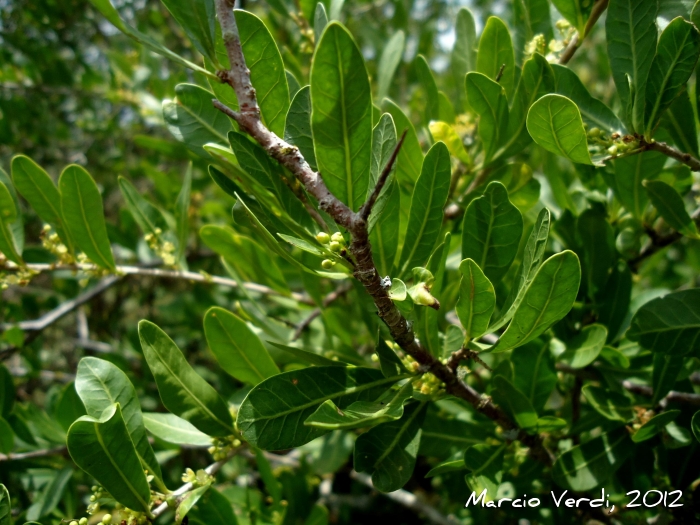 Schinus engleri