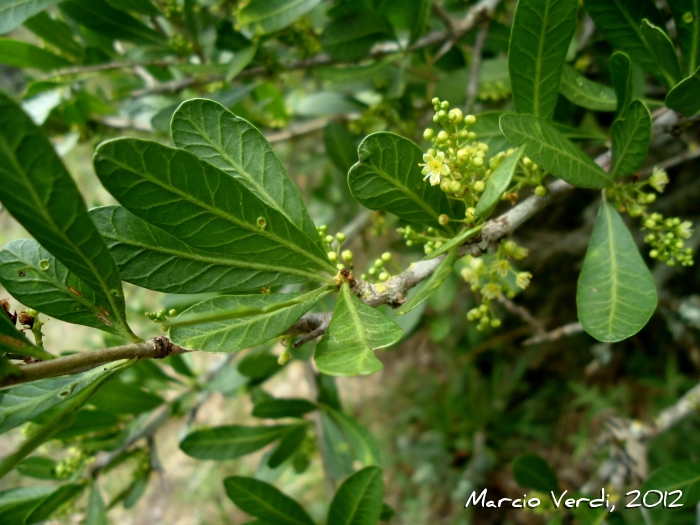 Schinus engleri