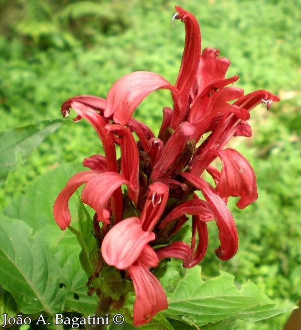 Justicia carnea