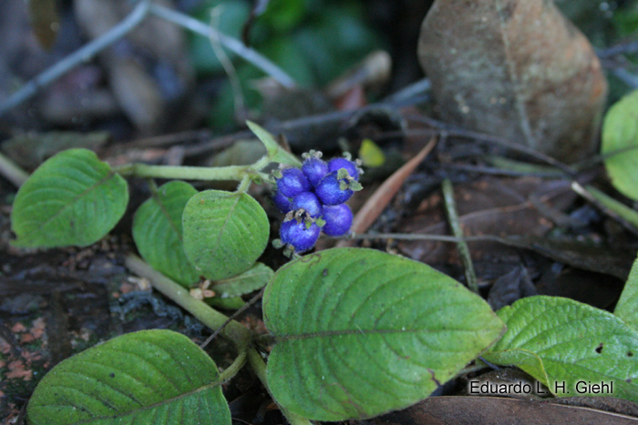 Coccocypselum lanceolatum