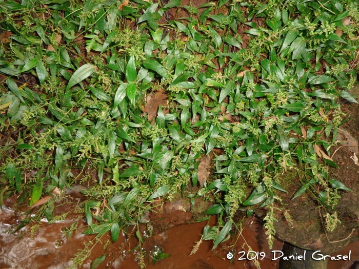 Ocellochloa stolonifera