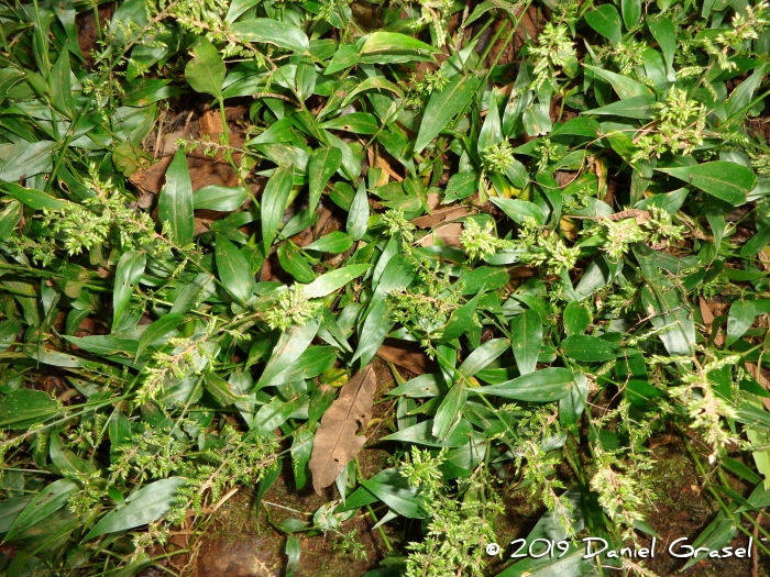 Ocellochloa stolonifera