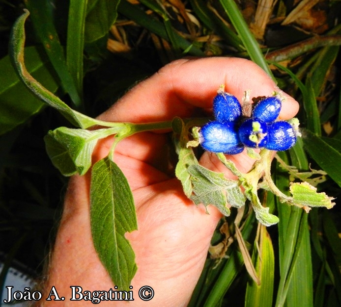 Coccocypselum lanceolatum