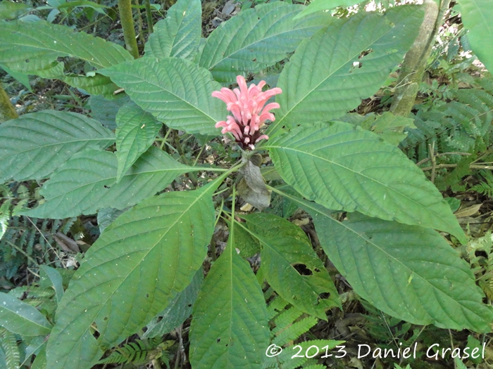 Justicia carnea