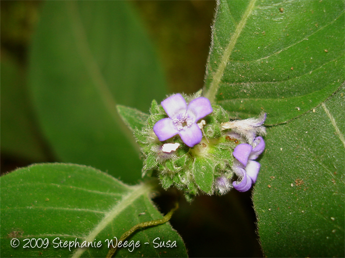 Coccocypselum lanceolatum