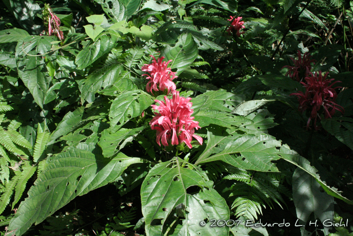 Justicia carnea