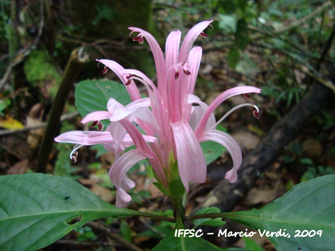 Justicia carnea