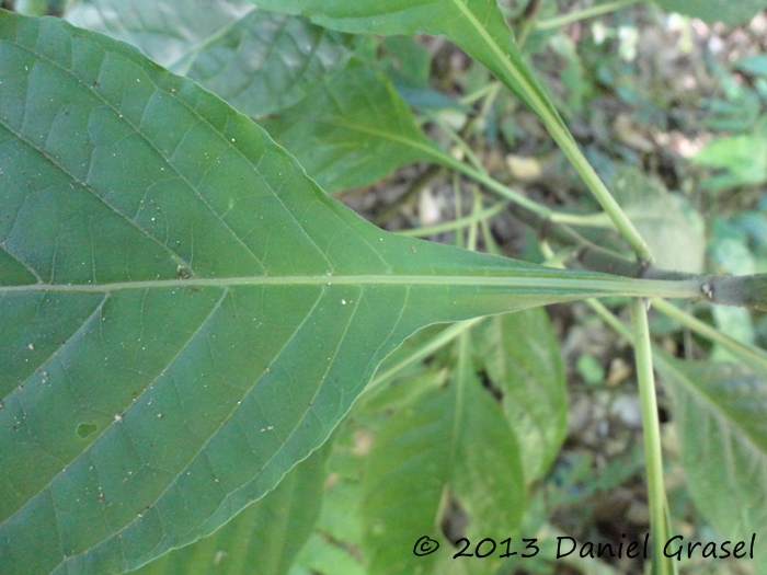 Justicia carnea