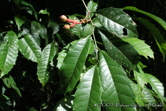 Sorocea bonplandii