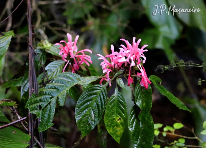 Justicia carnea