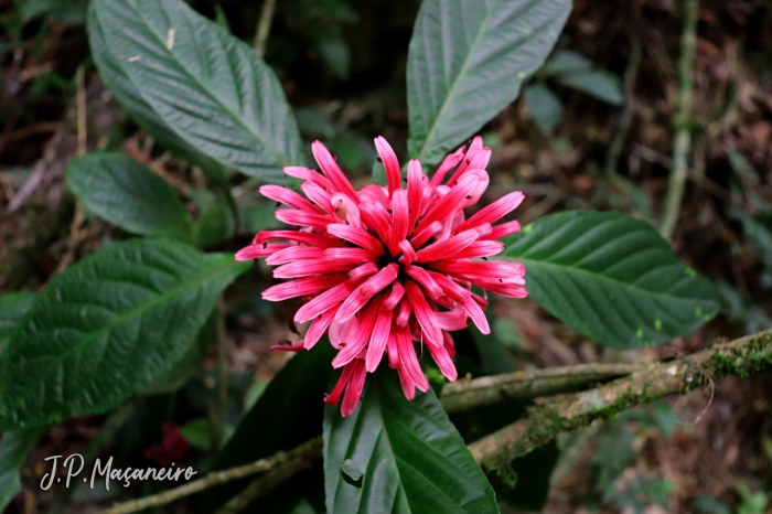 Justicia carnea