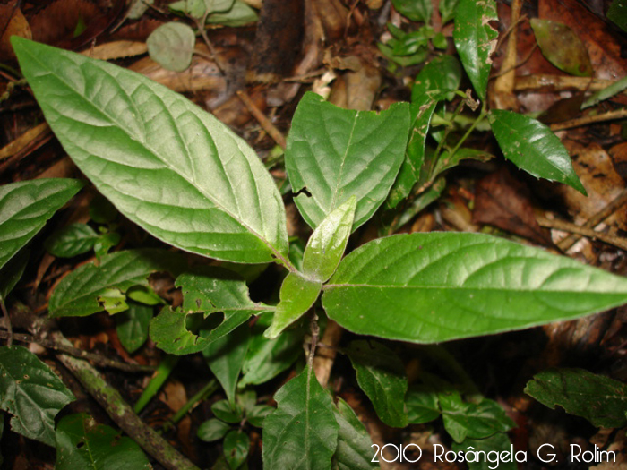 Justicia carnea