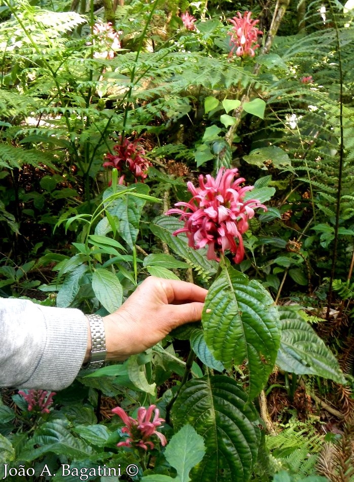 Justicia carnea