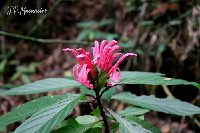 Justicia carnea