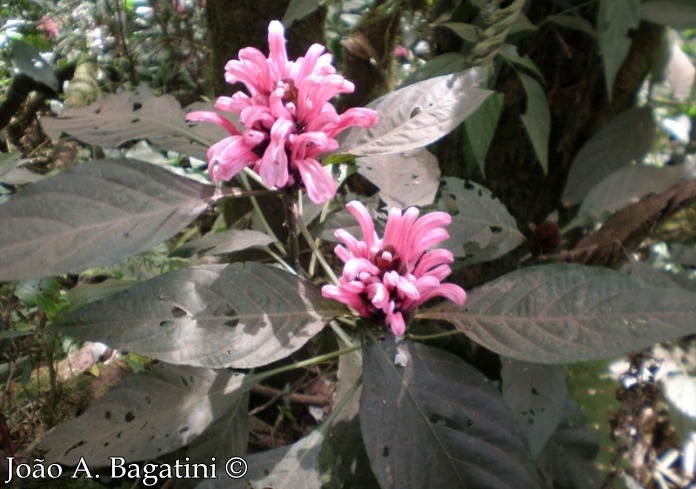 Justicia carnea