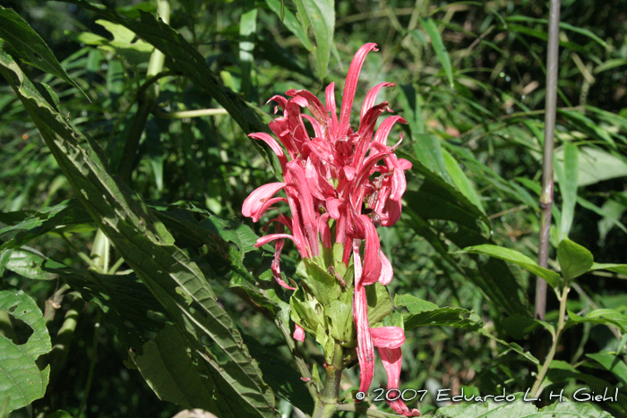 Justicia carnea