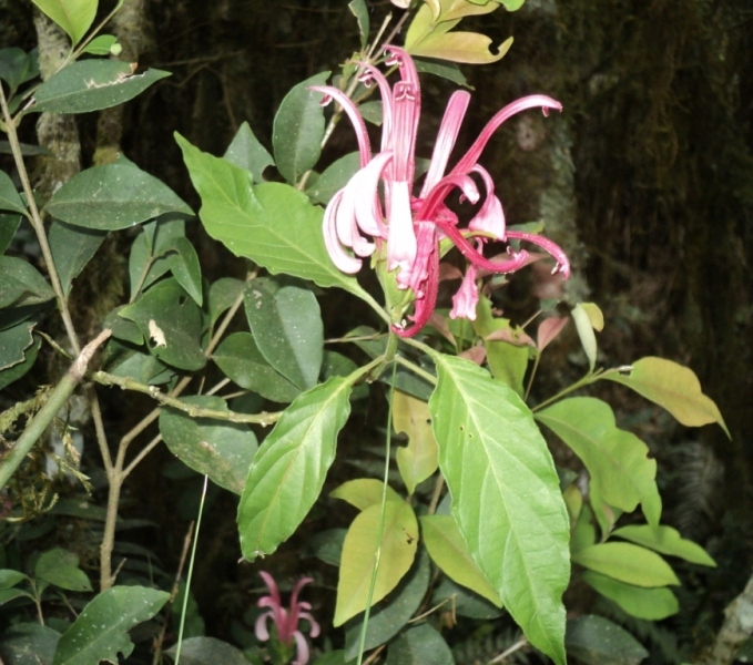 Justicia carnea