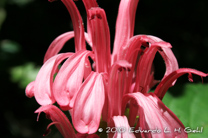 Justicia carnea