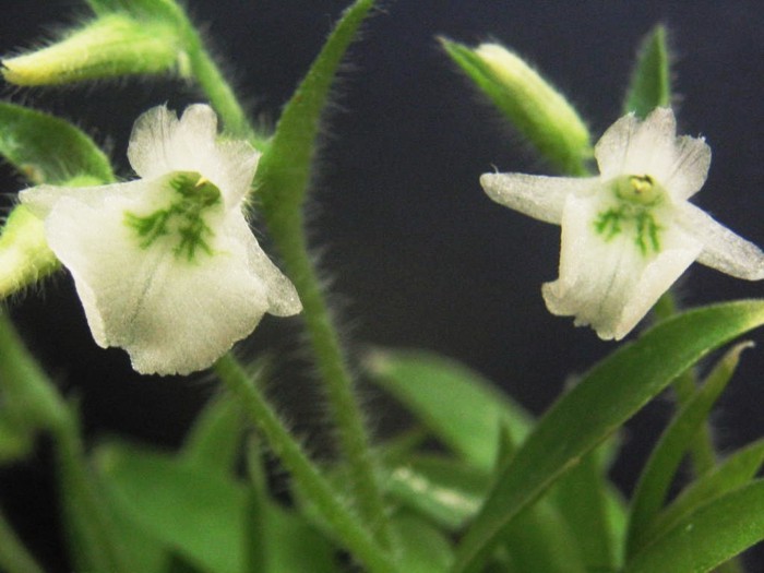 Lankesterella ceracifolia