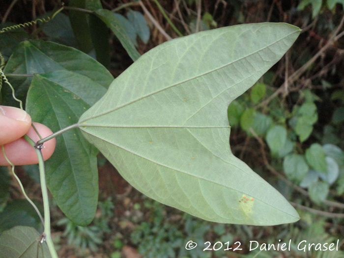 Passiflora urnifolia