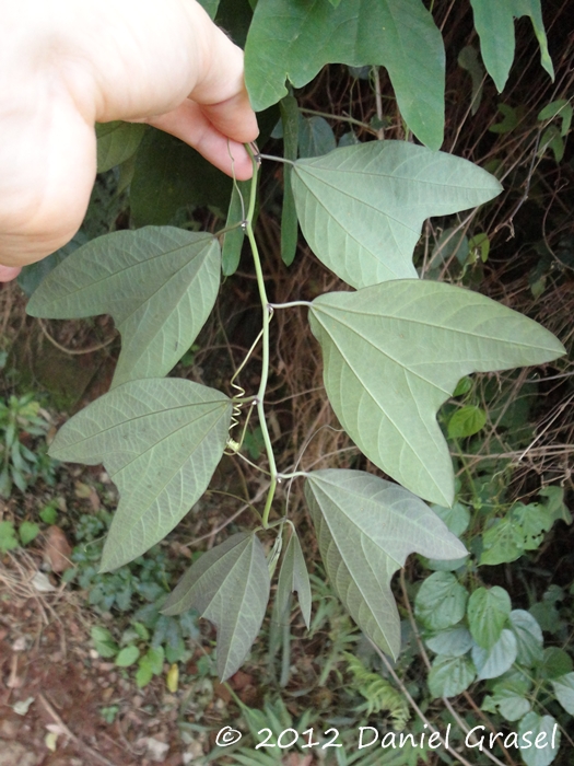 Passiflora urnifolia
