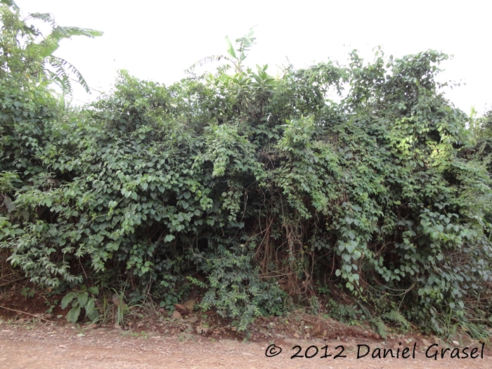 Passiflora urnifolia