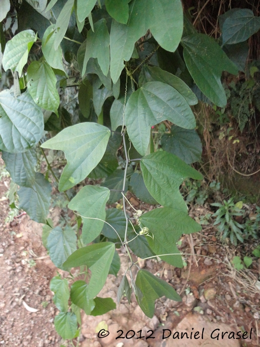 Passiflora urnifolia