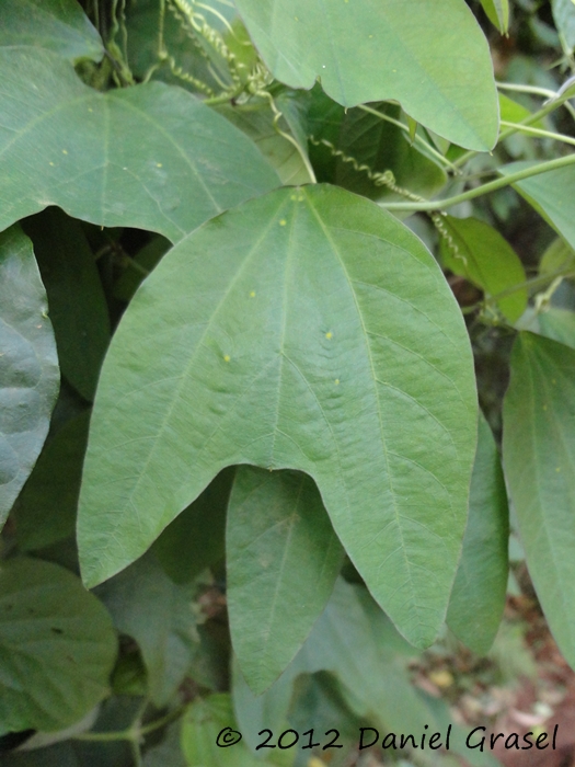 Passiflora urnifolia