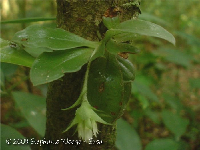 Eurystyles cotyledon