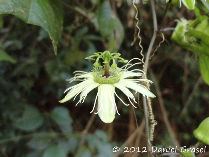 Passiflora urnifolia