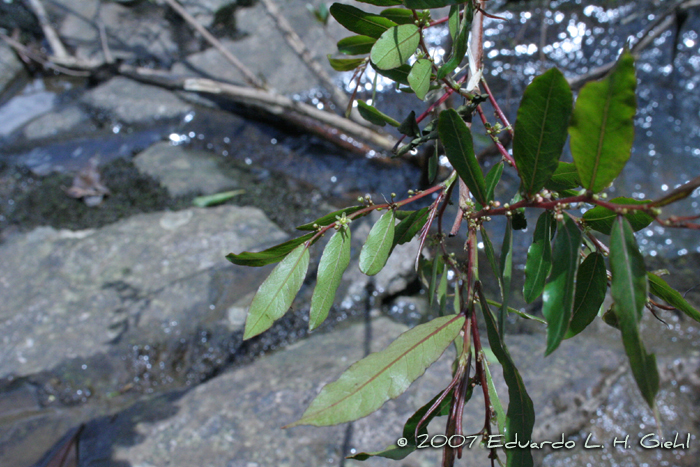 Phyllanthus sellowianus