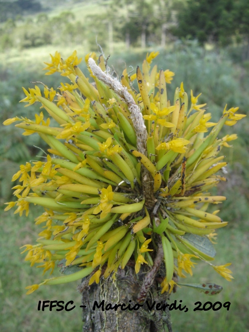 Acianthera sonderiana