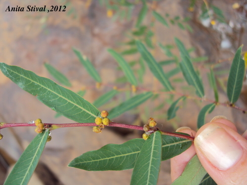 Phyllanthus sellowianus