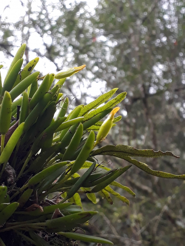 Acianthera sonderana