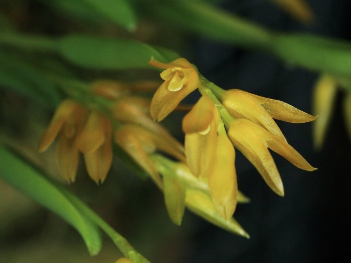 Acianthera sonderana