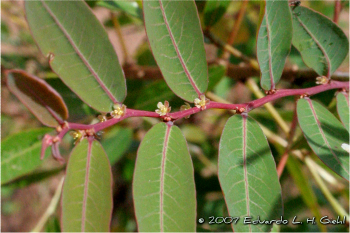 Phyllanthus sellowianus