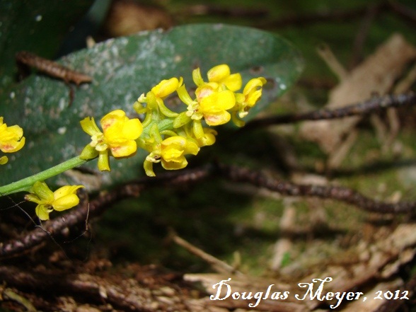 Trichocentrum pumilum